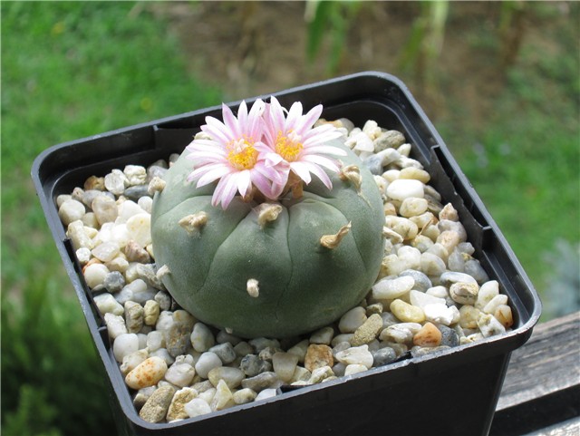 Lophophora williamsii jourdaniana
